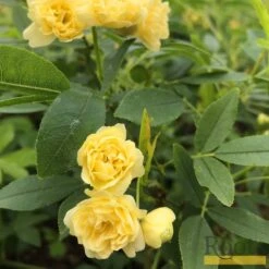 'Rosa Banksiae 'Lutea' | Rambling Rose -Garden Plants Bank 4