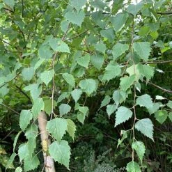 Silver Birch Tree (Betula Pendula) Grown By Cotswold Trees -Garden Plants Birch Leaves