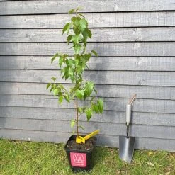 Silver Birch Tree (Betula Pendula) Grown By Cotswold Trees -Garden Plants Birch Main