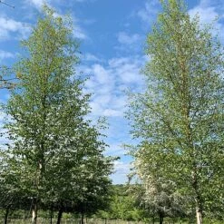 Silver Birch Tree (Betula Pendula) Grown By Cotswold Trees -Garden Plants Birch Trees
