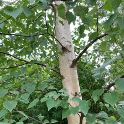 Silver Birch Tree (Betula Pendula) Grown By Cotswold Trees -Garden Plants Birch Trunk