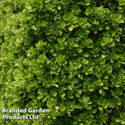 Euonymus Japonicus -Garden Plants BrandedGP Copyright Image20Euonymous1