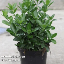 Euonymus Japonicus -Garden Plants BrandedGP Copyright Image20euonymus4