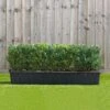 Buxus Instant Trough Hedge 1m (pre-grown) -Garden Plants Buxus20sempervirens20120yr20tr