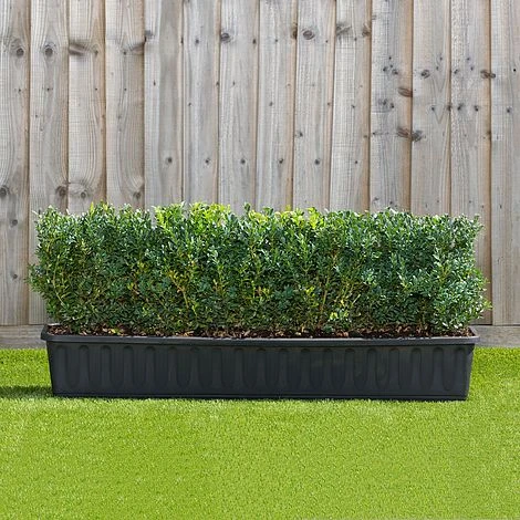 Buxus Instant Trough Hedge 1m (pre-grown) 3 Buxus Instant Trough Hedge 1m (pre-grown)