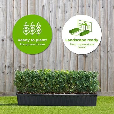 Buxus Instant Trough Hedge 1m (pre-grown) 4 Buxus Instant Trough Hedge 1m (pre-grown) - Image 2