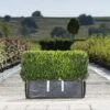 Common Box Ready Bag Instant Hedge 1m (pre-grown) -Garden Plants Buxus20sempervirens20copy
