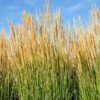 Calamagrostis X Acutiflora 'Karl Foerster' -Garden Plants CALA T58330 A h
