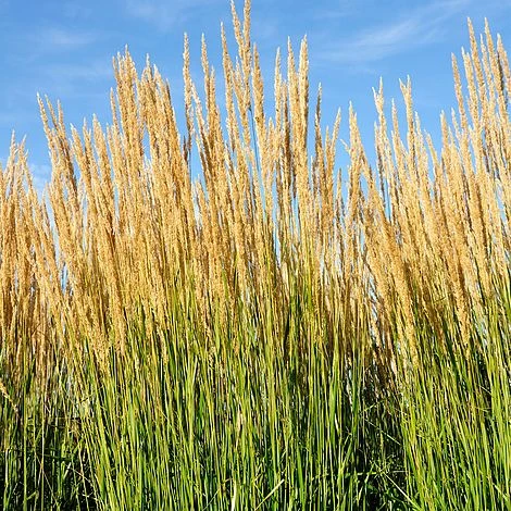 Calamagrostis X Acutiflora 'Karl Foerster' 3 Calamagrostis X Acutiflora 'Karl Foerster'