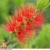Callistemon 'Masotti Mini Red' -Garden Plants CALL KB0584 A