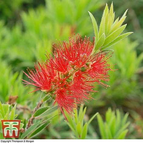 Callistemon 'Masotti Mini Red' 4 Callistemon 'Masotti Mini Red' - Image 2