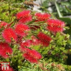 Callistemon 'Masotti Mini Red' 9 Callistemon 'Masotti Mini Red' -Garden Plants CALL KB0584 C
