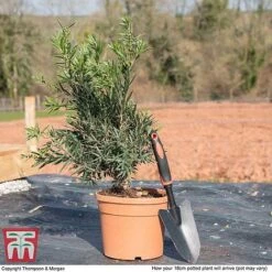 Callistemon 'Masotti Mini Red' 10 Callistemon 'Masotti Mini Red' -Garden Plants CALL KB0584 L