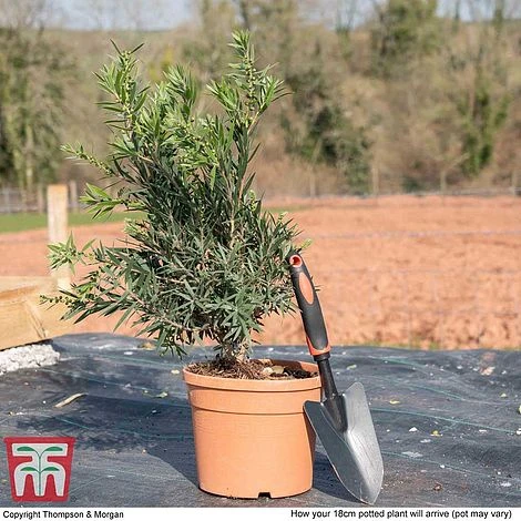 Callistemon 'Masotti Mini Red' 6 Callistemon 'Masotti Mini Red' - Image 4