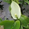 Calla Palustris (Marginal Aquatic) -Garden Plants CALL T78027 A h