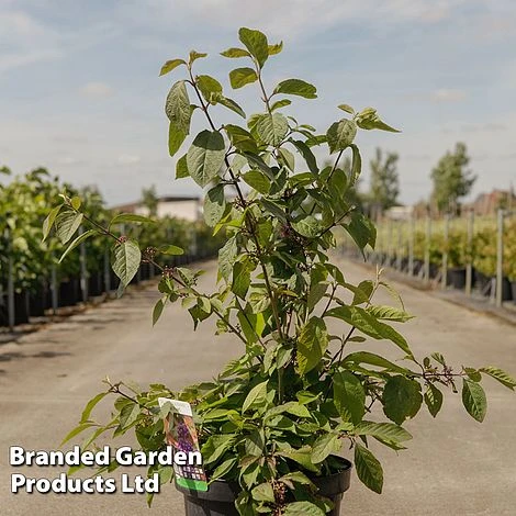 Callicarpa Bodinieri 'Imperial Pearl' 3 Callicarpa Bodinieri 'Imperial Pearl'