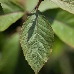 Callicarpa Bodinieri 'Imperial Pearl' 7 Callicarpa Bodinieri 'Imperial Pearl' -Garden Plants CALL IMPERIALP S45267 NOW