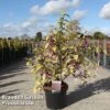 Callicarpa Bodinieri 'Magical Deep Purple' -Garden Plants CALL MAGICDEEP S45268