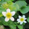 Caltha Palustris Var. Alba (Marginal Aquatic) 2 Caltha Palustris Var. Alba (Marginal Aquatic) -Garden Plants CALT T78031 A h