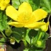 Caltha Palustris Subsp. Polypetala (Marginal Aquatic) -Garden Plants CALT T78110 A h