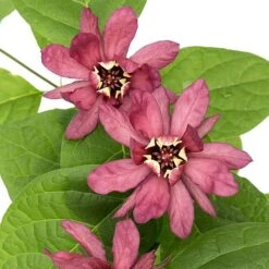 Calycanthus Duo -Garden Plants CALY KA9176 C