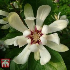 Calycanthus Duo -Garden Plants CALY KA9176 D