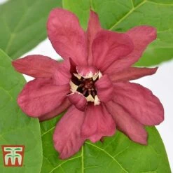 Calycanthus Duo -Garden Plants CALY KA9176 E