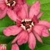 Calycanthus X Raulstonii 'Hartlage Wine' 2 Calycanthus X Raulstonii 'Hartlage Wine' -Garden Plants CALY T67880 A
