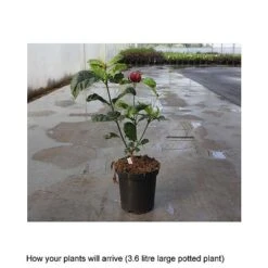 Calycanthus X Raulstonii 'Hartlage Wine' -Garden Plants CALY T67880 B h