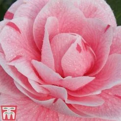 Camellia Japonica 'Bonomiana' -Garden Plants CAME KB3627 B
