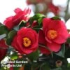 Camellia Japonica Subsp. Rusticana 'Reigyoku' 2 Camellia Japonica Subsp. Rusticana 'Reigyoku' -Garden Plants CAME DRKINGRED L18549