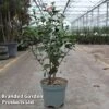Camellia Japonica -Garden Plants CAME JAPONICA S45272