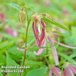 Campanula Pink Octopus -Garden Plants CAMP KA4322 C