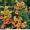 Campsis X Tagliabuana 'Indian Summer' -Garden Plants CAMP T62546 A3