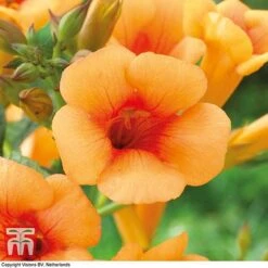 Campsis X Tagliabuana 'Indian Summer' -Garden Plants CAMP T62546 F