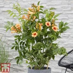 Campsis X Tagliabuana 'Indian Summer' -Garden Plants CAMP INDIANSUM S07518