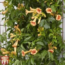 Campsis X Tagliabuana 'Indian Summer' -Garden Plants CAMP INDIANSUM S07519