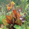 Canna Tropicanna -Garden Plants CANN KA8513 A
