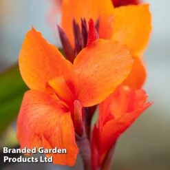 Canna X Generalis 'Cannova Collection' 13 Canna X Generalis 'Cannova Collection' -Garden Plants CANN CANNBRONZ U34358