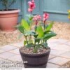 Canna Cannova Mango -Garden Plants CANN CANNMANGO U34359