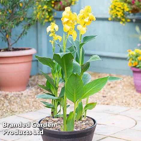 Canna X Generalis 'Cannova Collection' 6 Canna X Generalis 'Cannova Collection' - Image 4