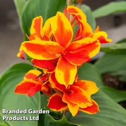 Canna X Generalis 'Cannova Collection' 12 Canna X Generalis 'Cannova Collection' -Garden Plants CANN REDGOLDFL T407131