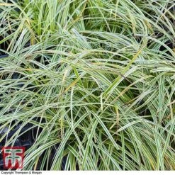 Carex 'Feather Falls' -Garden Plants CARE 0821 A3