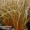 Carex Comans Bronze -Garden Plants CARE KA4186 A