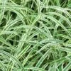 Carex Morrowii 'Variegata' -Garden Plants CARE T58065 A h