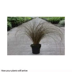 Carex 'Milk Chocolate' -Garden Plants CARE T66100 A h