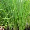 Carex Acuta (Marginal Aquatic) -Garden Plants CARE T78116 A h