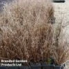 Carex Buchanii -Garden Plants CARE BUCHANANI S38337