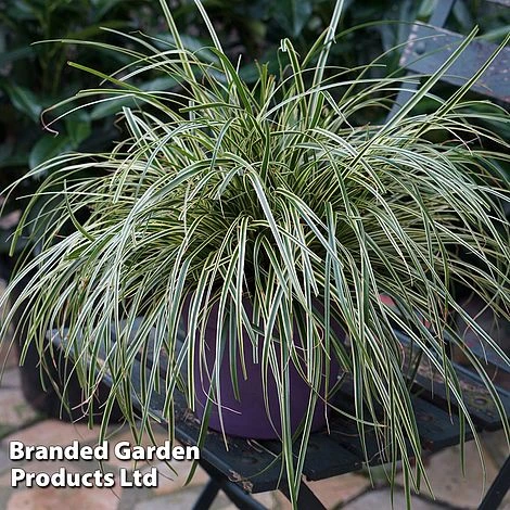 Carex Oshimensis 'Evercream' 3 Carex Oshimensis 'Evercream'
