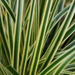 Carex Oshimensis 'Evercream' 7 Carex Oshimensis 'Evercream' -Garden Plants CARE EVERCREAM S45274 NOW